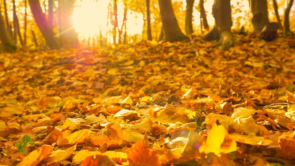 Forest ground covered with fallen dried leaves in warm autumn shades. Sun shining through deciduous trees and illuminating the forest floor with its colorful leafy blanket in fall season.