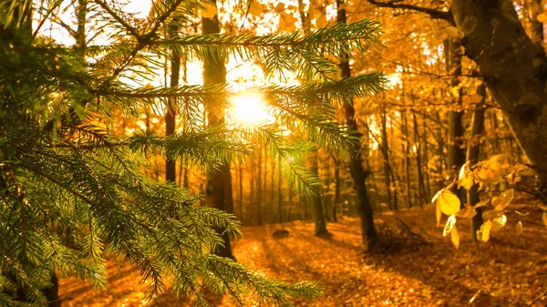 Green Spruce Branch Needles Colorful Sunny Autumn Forest Gorgeous Contrast — Φωτογραφία Αρχείου