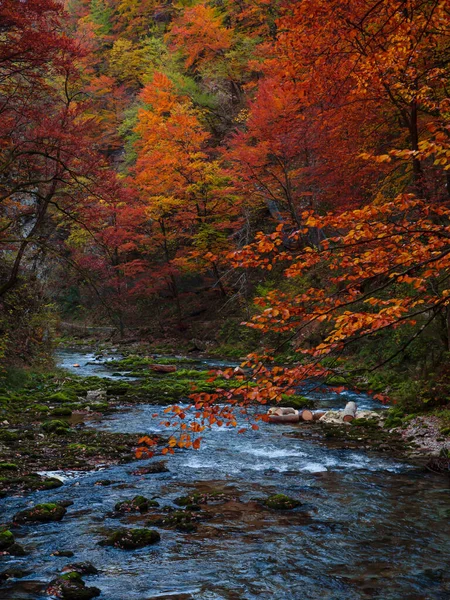 Vivid red beech tree leaves above Radovna river in Vintgar Gorge in fall season. Gorgeous color palette of beech tree forest and wild river flowing through beautiful canyon in colorful autumn season.