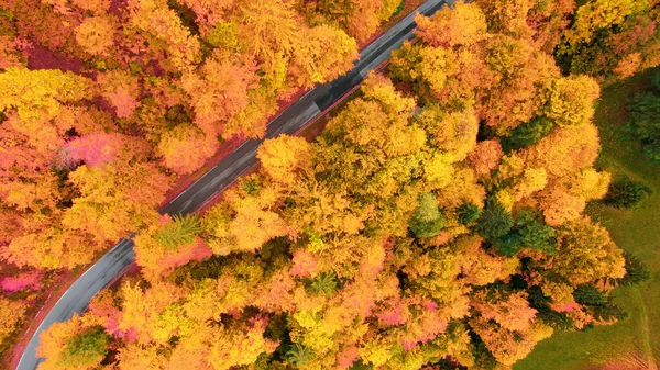 Woodland Vibrant Autumn Colour Palette Asphalt Road Paved Roadway Embrace — Fotografia de Stock