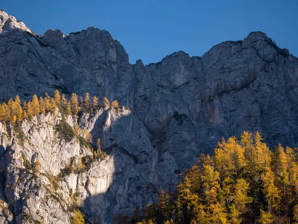 Golden-yellow shades of larch-covered mountain ridge glowing in autumn sun. Big rocky mountainside with beautiful larch trees shining under. Breath-taking views of Julian Alps above the Krma Valley.