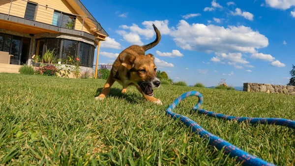 Mixed breed puppy playing tug of war in the garden on a sunny day. Playful young dog in action at pulling rope. Adorable brown doggie while playing mentally and physically stimulating game.