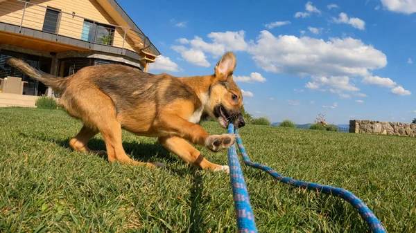 Playful Young Dog Action Pulling Rope Backyard Sunny Day Mixed — Zdjęcie stockowe