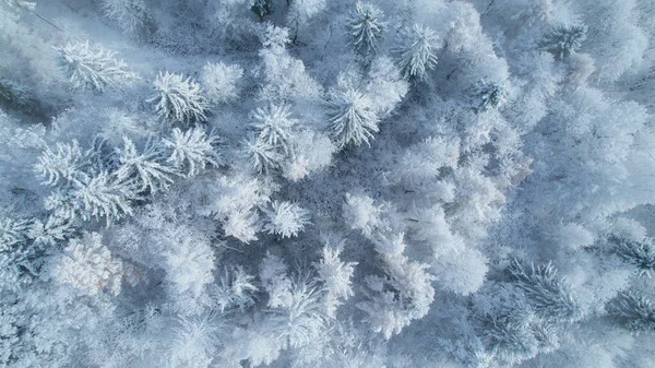 Magical View Lush Forest Treetops Covered Fresh Snow Winter Wonderland — Fotografia de Stock