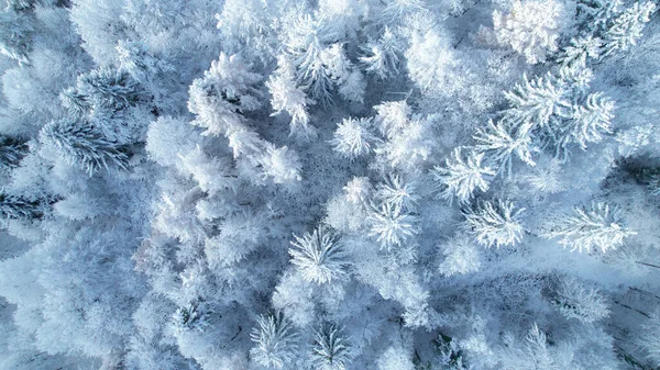 Enchanting View Forest Treetops Freshly Fallen Snow Winter Wonderland Alpine — Fotografia de Stock