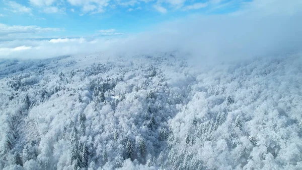 Winter haze moving across hilly landscape with forest after fresh snow. Beautiful view above magical winter fairy tale with lush treetops hiding under white blanket of snow on a cloudy day.