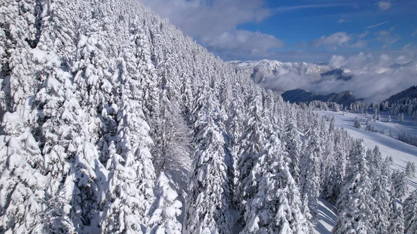 Mountainside Covered Spruce Trees Freshly Fallen Powder Snow Glorious Winter — Photo