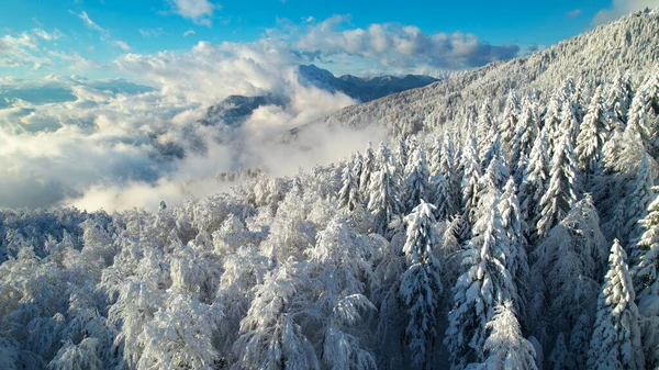 Stunning view of spruce forest and alpine landscape after fresh snowfall. Glorious sunny winter day in high mountains. Rolling clouds above forest and mountains covered with white snow blanket