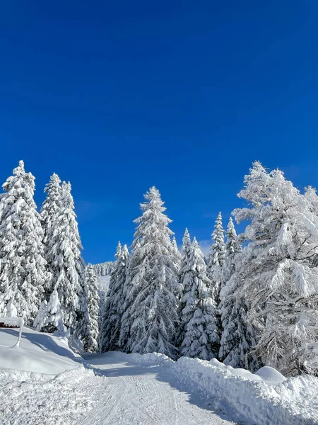 Plowed Mountain Road Passes Snow Covered Mountain Spruces Snowfall Winter — Stock Photo, Image