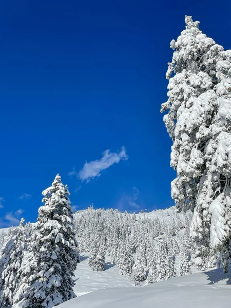 Beautiful Mountain Spruce Trees Glades Covered Fresh Snowfall Winter Wonderland — Stock Photo, Image