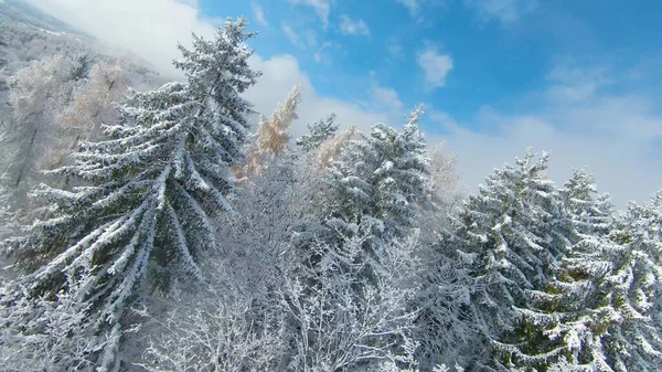 Snow Covered Forest Treetops Late Autumn Day Early Snowfall Beautiful — Stock Photo, Image