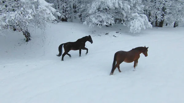 Two beautiful brown horses walking on a freshly snow-covered meadow. Winter wonderland at the hilly countryside. Dark brown stallion and chestnut mare during winter walk on a snowy pasture.