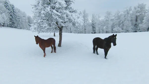Two Beautiful Brown Horses Walking Freshly Snow Covered Meadow Winter — Stock Photo, Image