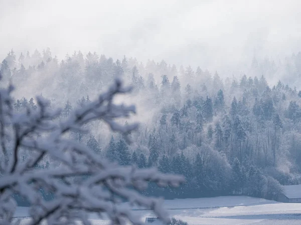 Snowy Forest Treetops Revealing Misty Remains Winter Snowstorm Clouds Breath — Stock Photo, Image