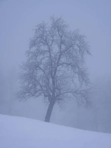 Snow Covered Fruit Tree White Meadow Mysterious Foggy Winter Landscape — Foto de Stock