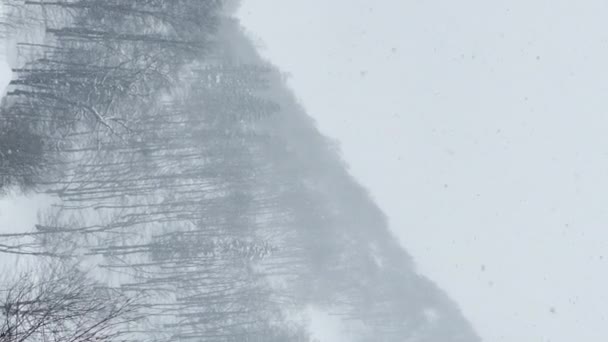 冬の寒い季節には大きな雪の結晶が落ち 森林に覆われています アルバニアの山の風景の原始的な自然の中で大雪 吹雪の中の山の森の視界が悪い — ストック動画