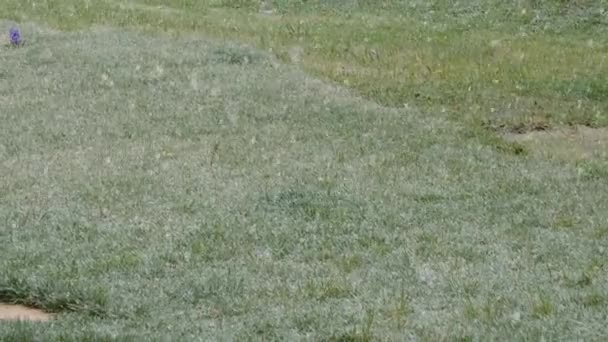 Unexpected Snowfall Late Spring Covering Freshly Greened Lawn Garden Unusual — Vídeo de stock