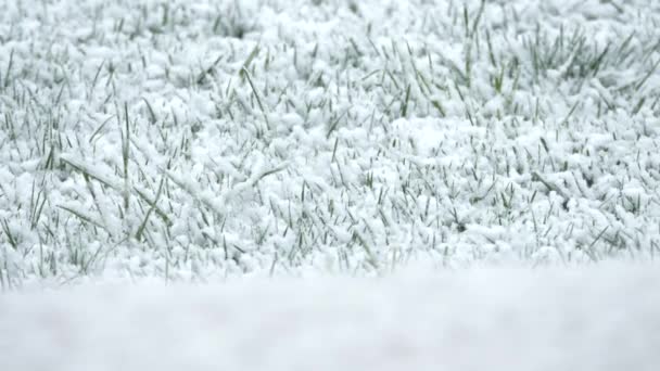 春の終わりに新鮮な緑の草をゆっくりと覆う大きな雪片 春の半ばに突然気温が下がり 雪が降るという予期せぬ寒さの状況 — ストック動画