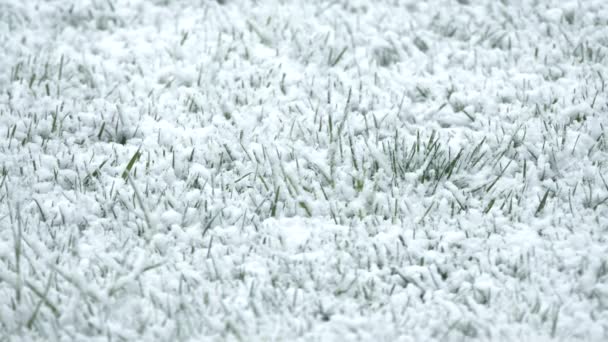 Close Late Spring Snowflakes Accumulating Greened Grass Garden Unexpected Cold — Stockvideo