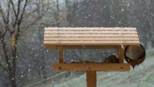 Wet Heavy Snowfall Quickly Covering Wooden Bird Feeder Late Springtime — Vídeo de Stock