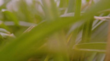 CLOSE UP, DOF: Moving backwards through grass foliage of lush green garden lawn. Detailed view of dense cultivated grass leaves with veins. Motion shot through textured greened up grass leaves.