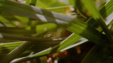 CLOSE UP, DOF: Moving through sunlit grass foliage of lush green garden lawn. Detailed view of dense cultivated grass leaves with veins. Motion shot through textured greened up grass leaves in garden.