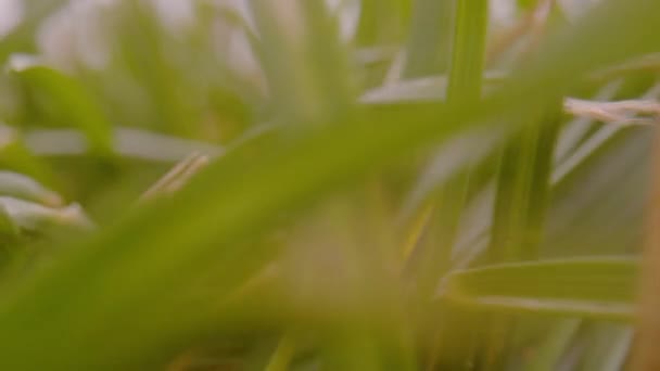 Dof 緑豊かな緑の庭の芝生の草の葉を後方に移動します 高密度に栽培された草の葉の詳細なビュー静脈 緑の草の葉を通して撮影された動き — ストック動画