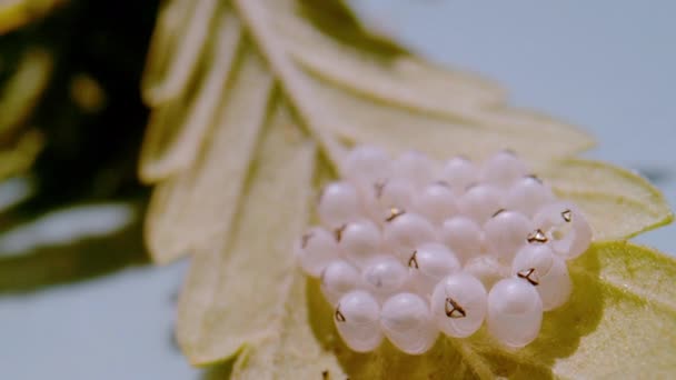 Close Dof White Eggs Brown Marmorated Stink Bug Underside Leaf — Stok video