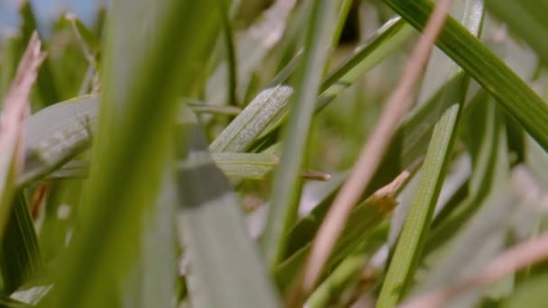 閉じる Dof 日光の庭の草の緑のブレード間の穏やかな動き 高密度に栽培された草の葉の詳細なビュー静脈 庭の緑の草の葉をテクスチャを介して撮影した動き — ストック動画