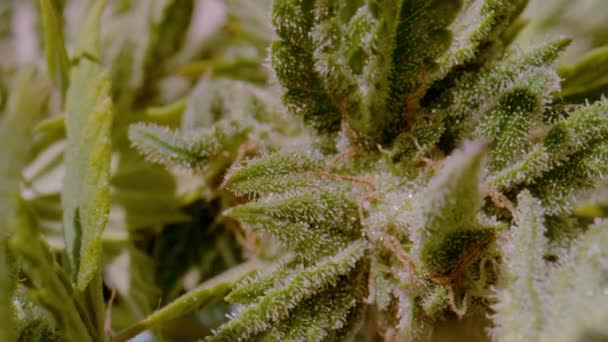 Macro Dof 目に見える髪とトリコームを持つ大麻の花の詳細ビュー 芽の出る医療用マリファナ植物は収穫準備ができています 結晶で覆われた女性のマリファナの花の美しい緑の芽 — ストック動画