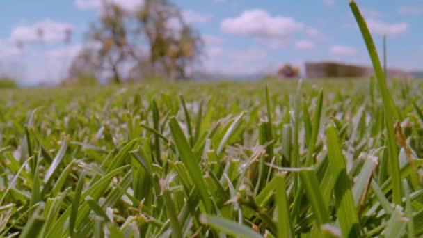 Close Dof Cultivated Mowed Green Lawn Sunny Day Backyard Gentle — Stockvideo