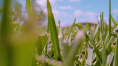 CLOSE UP, DOF: Slow backward movement through mowed green lawn on a sunny day. Detailed view of cut sunlit green grass blades in the backyard. Lush and dense garden turf under blue sky in springtime.