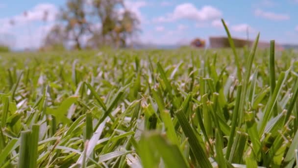 Close Dof Detailed View Mowed Green Lawn Sunny Day Backyard — Vídeo de Stock