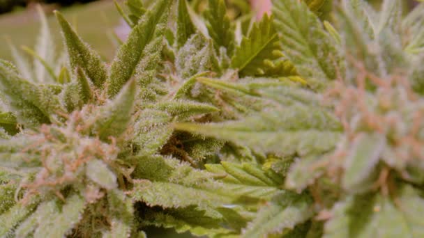 Macro Dof View Cropped Cannabis Flower Visible Hairs Trichomes Budding — Stok video