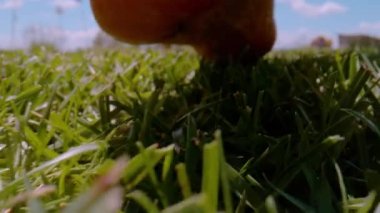 CLOSE UP, DOF: Detailed view of young female bare feet making steps on mown and dense green garden turf in warm and sunny springtime. Barefoot woman walking on garden grass on a beautiful summer day.