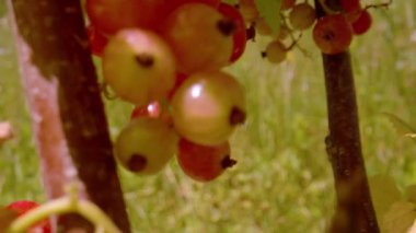 CLOSE UP, DOF: Shiny and ripe red currant berries hanging in clusters from stems. Sunlit summer fruits ready for summer harvest. Sweet and delicious red currants growing on lush and leafy garden shrub