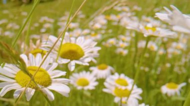 CLOSE UP, DOF: Beautiful blooming oxeye daisies gently swaying in summer wind. Country hay meadow strewn with lush blossoming wildflowers. Moving among gorgeous white-yellow flowers of dog daisies.