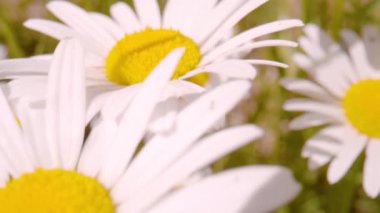 CLOSE UP, DOF: Detailed view of beautiful blooming flower heads of oxeye daisies. Moving among lush blossoming white-yellow wildflowers bathing in sunlight and gently swaying in warm summer wind.