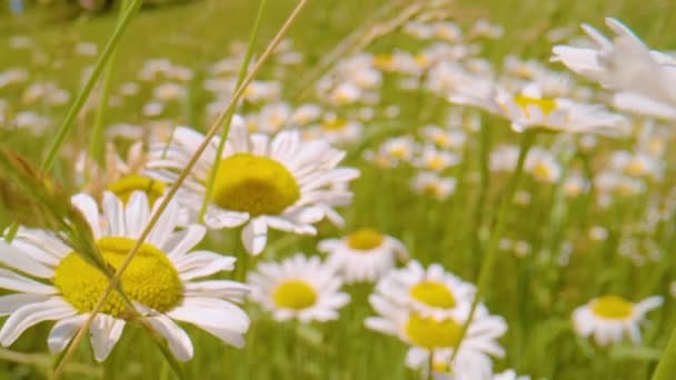 Close Dof Beautiful Blooming Oxeye Daisies Gently Swaying Summer Wind — Vídeos de Stock
