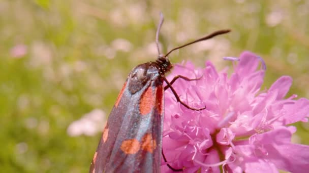 Macro Dof Colorful Butterfly Zygaena Transalpina Feeding Wildflower Nectar Beautiful — Vídeo de Stock