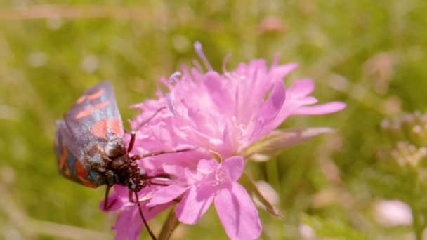 Macro Dof Colorful Insect Zygaena Transalpina Feeding Wildflower Nectar Beautiful — Stockvideo