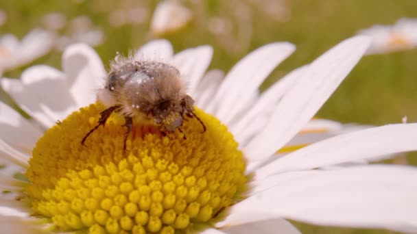 Macro Dof Little Carpet Beetle Feeds Pollen Oxeye Daisy Wildflower — Vídeo de Stock
