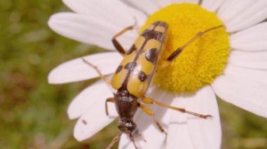 MACRO, DOF: Spotted longhorn beetle moving around blooming oxeye daisy flower. Beautiful beetle in it's natural habitat. Amazing wild insects and wildflowers on pristine pastures in the countryside.
