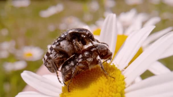 Macro Dof Two Tiny Carpet Beetles Mating Blossom Oxeye Daisy — Vídeo de Stock