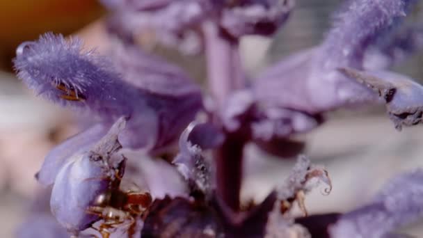 Macro Dof Beautiful Lilac Blossoming Hyssop Flowers Summer Herbal Garden — Stock video