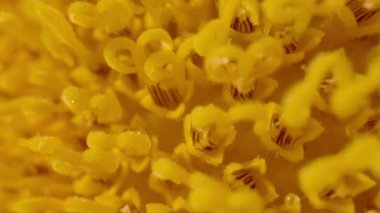 MACRO, DOF: Vibrant yellow florets in the flower head of blooming sunflower. Stunning detailed view of sunflower's yellow florets. Beautifully flowering helianthus in summer garden at the countryside.