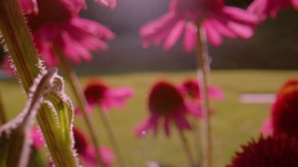 Close Dof Vibrant Colours Beautiful Echinacea Flowers Blooming Summer Gentle — Vídeo de stock