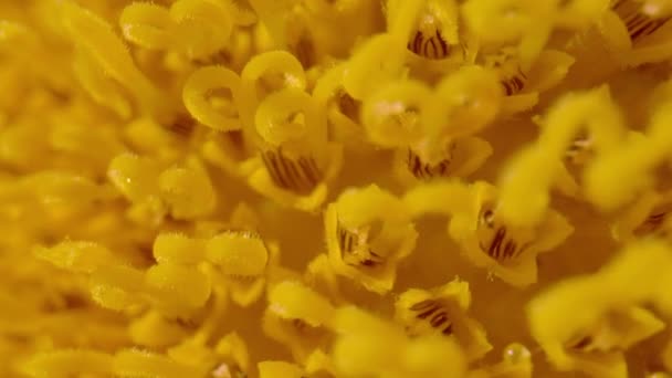 Macro Dof Vibrant Yellow Florets Flower Head Blooming Sunflower Stunning — 图库视频影像