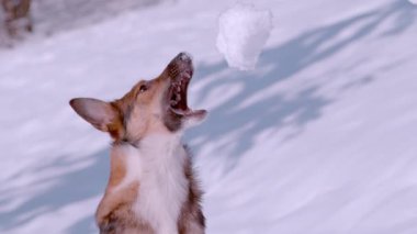 SLOW MOTION, CLOSE UP: Adorable furry friend playing with snowball on a sunny winter day. Playful dog jumps to catch a snowball. Winter day to enjoy outside and play with dog on freshly snow.