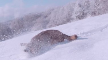SLOW MOTION, CLOSE UP: Cute and playful doggo running and plunging in deep and fresh snow. Beautiful winter day to play with dog on freshly fallen snow. Adorable furry friend enjoying in the garden.